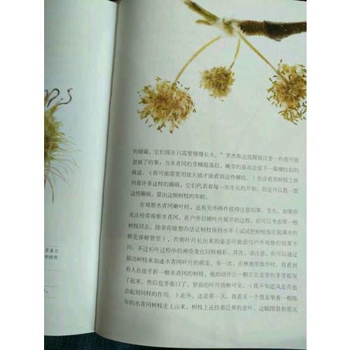 怎樣觀察一棵樹(shù)