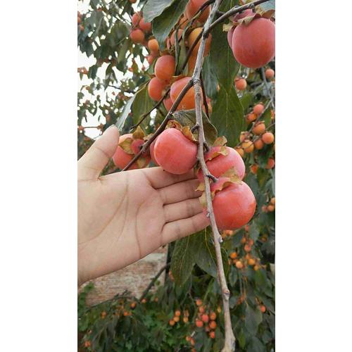 元氣蔬菜湯的196種做法