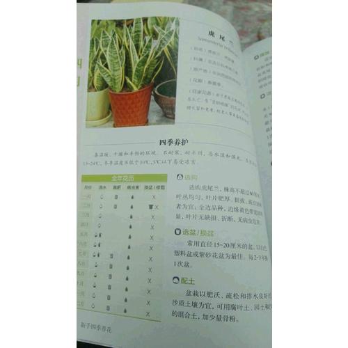 新手四季養花（漢竹）
