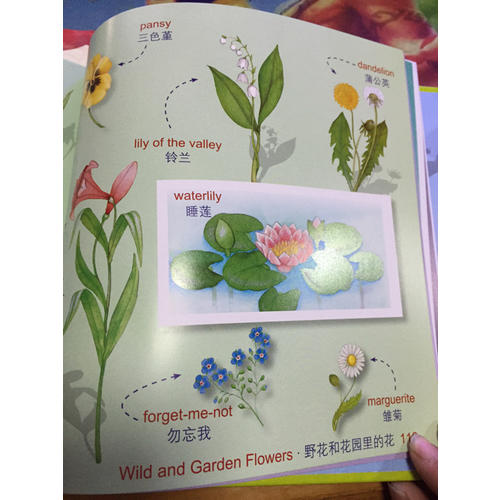 最美的英語單詞認(rèn)知書