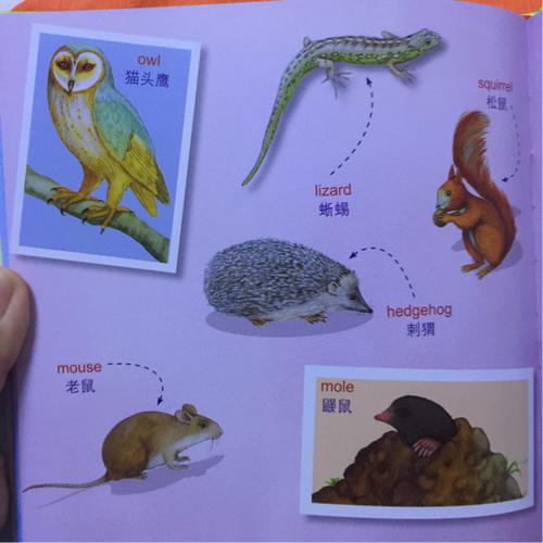 最美的英語單詞認(rèn)知書