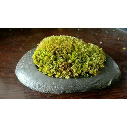 玩苔蘚：六大名師教你手制苔蘚球和苔蘚小景