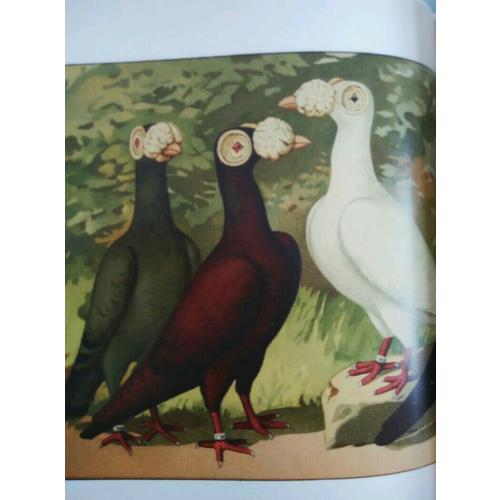 發現最美的鳥