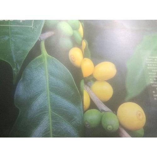 咖啡咖啡處處開