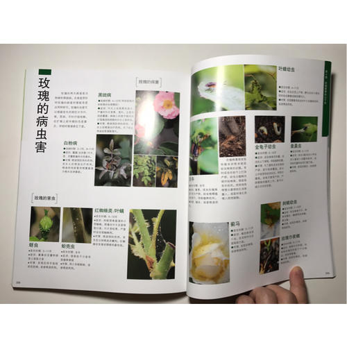 大成功 木村卓功的玫瑰月季栽培手冊(cè)