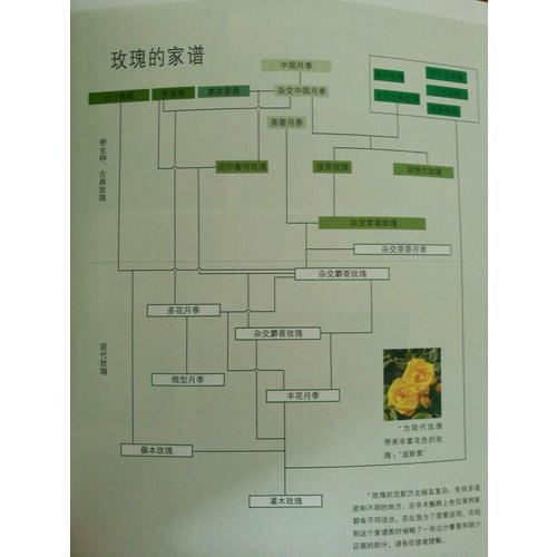 大成功 木村卓功的玫瑰月季栽培手冊(cè)