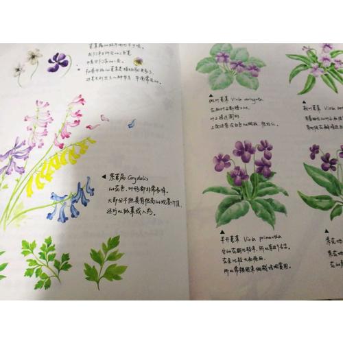 節(jié)氣手帖：蔓玫的花花朵朵