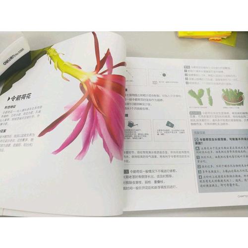 最實用的家庭養花寶典