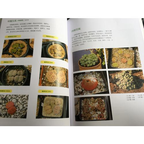玩轉多肉植物修訂版