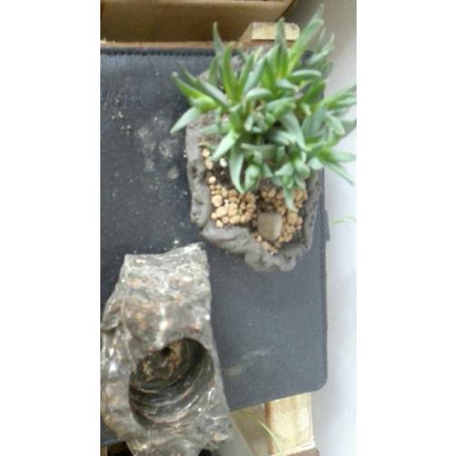 給及時次養多肉植物的你