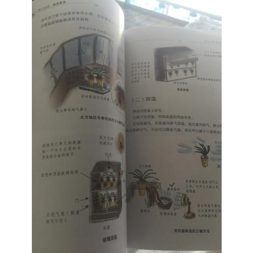 養蘭金典 陽臺養蘭