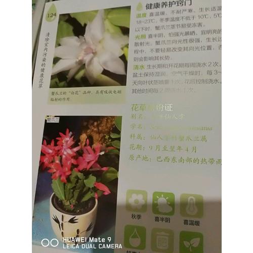 清除室內(nèi)污染的健康花草(漢竹）