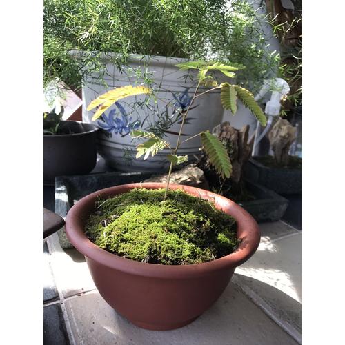 苔蘚盆景制作精選