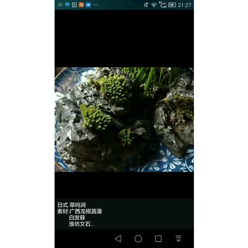 苔蘚盆景制作精選