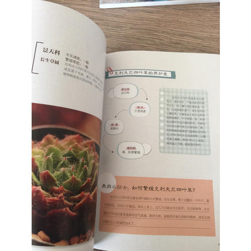 多肉就要這樣玩