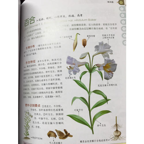中國之美 自然生態(tài)圖鑒 中國野花圖鑒
