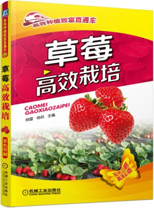 草莓高效栽培