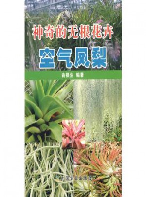 神奇的無根花卉：空氣鳳梨