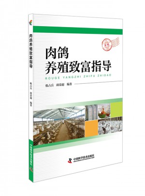 肉鴿養殖致富指導